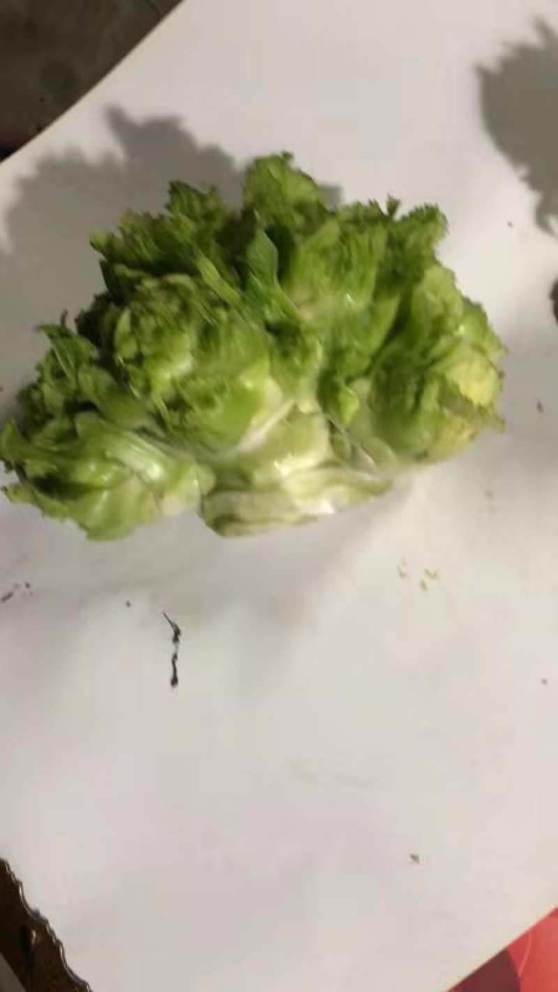儿菜