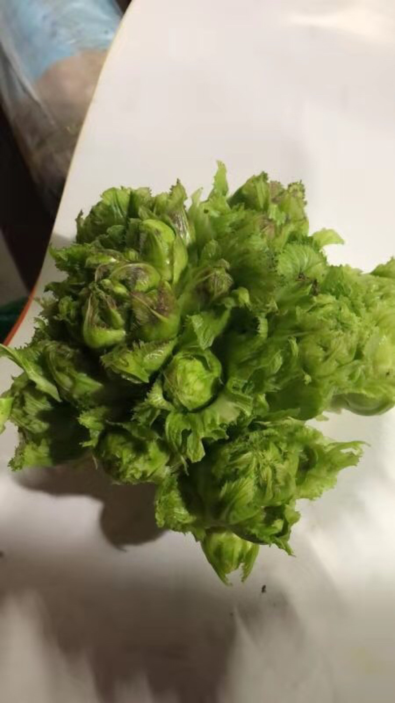 儿菜