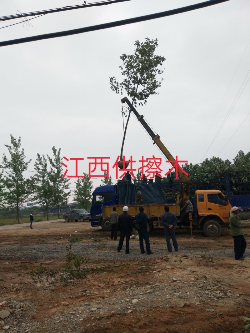 江西檫木1一15公分，长期有效手机24小时在线。
