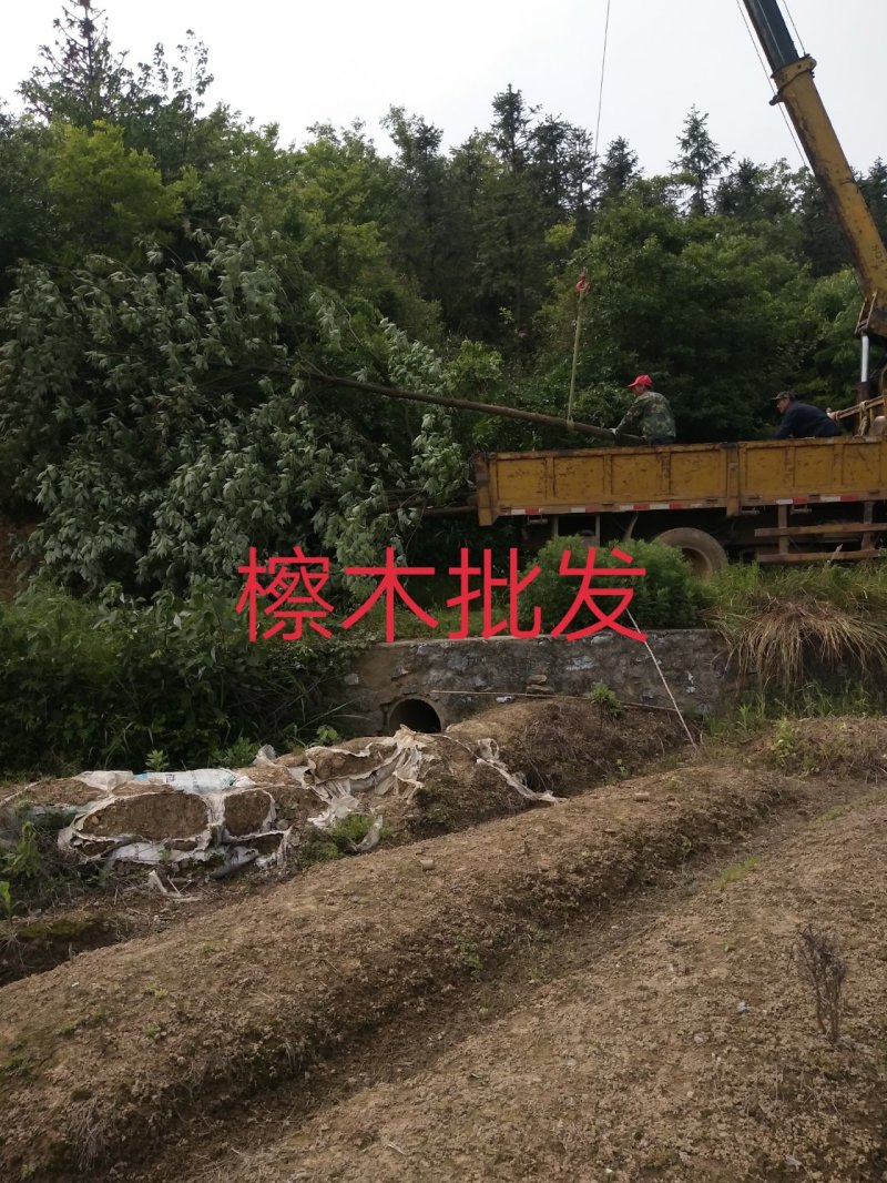 江西檫木1一15公分，长期有效手机24小时在线。