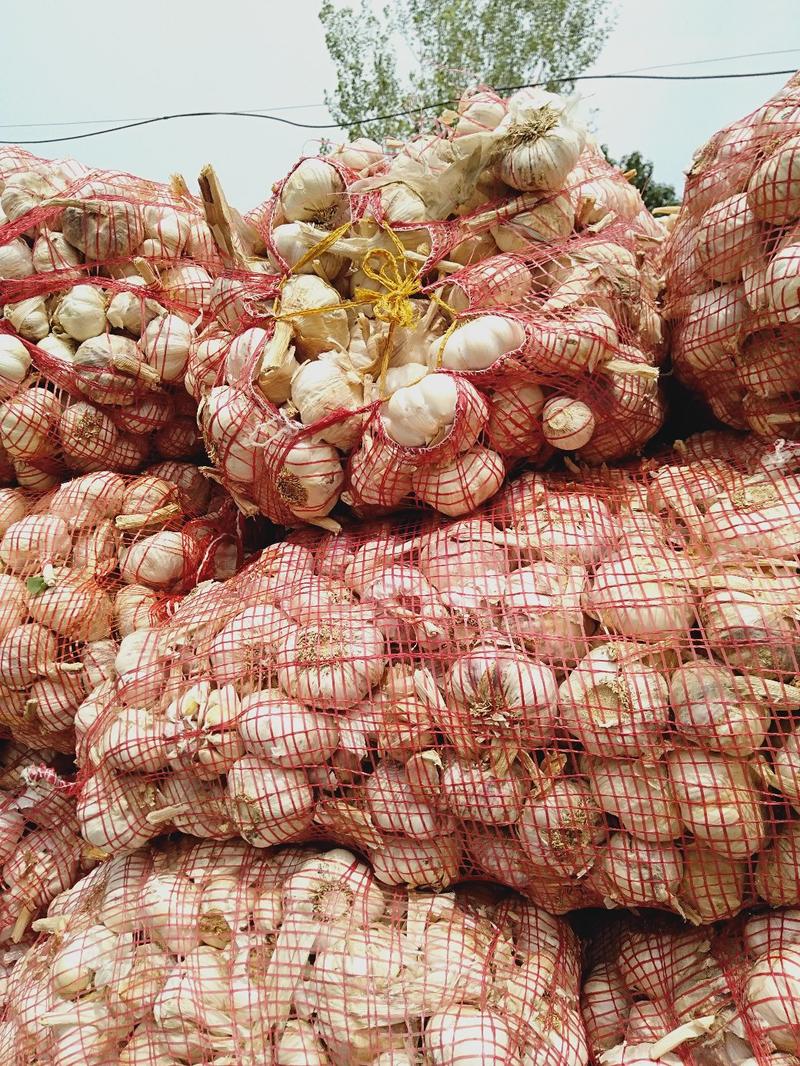 紫皮大蒜，鲜蒜头，扒皮蒜，把子蒜大量有货，价格便宜