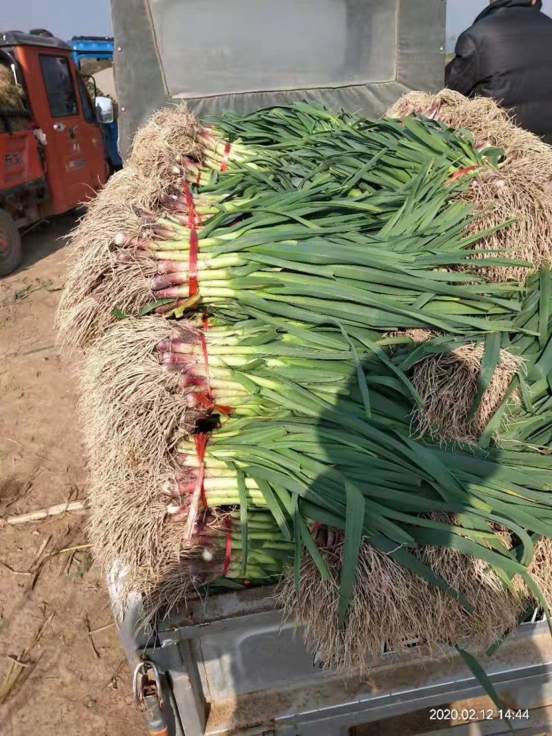 精品红根蒜苗，基地直发，可视频看货，专业水洗，实力代办