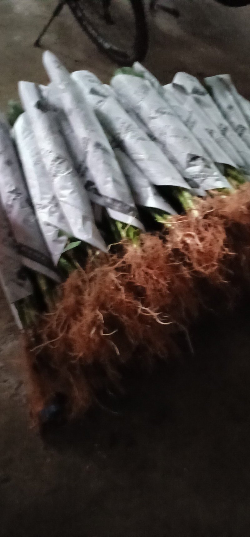 富贵竹基地直销，一手货源量大从优欢迎采购