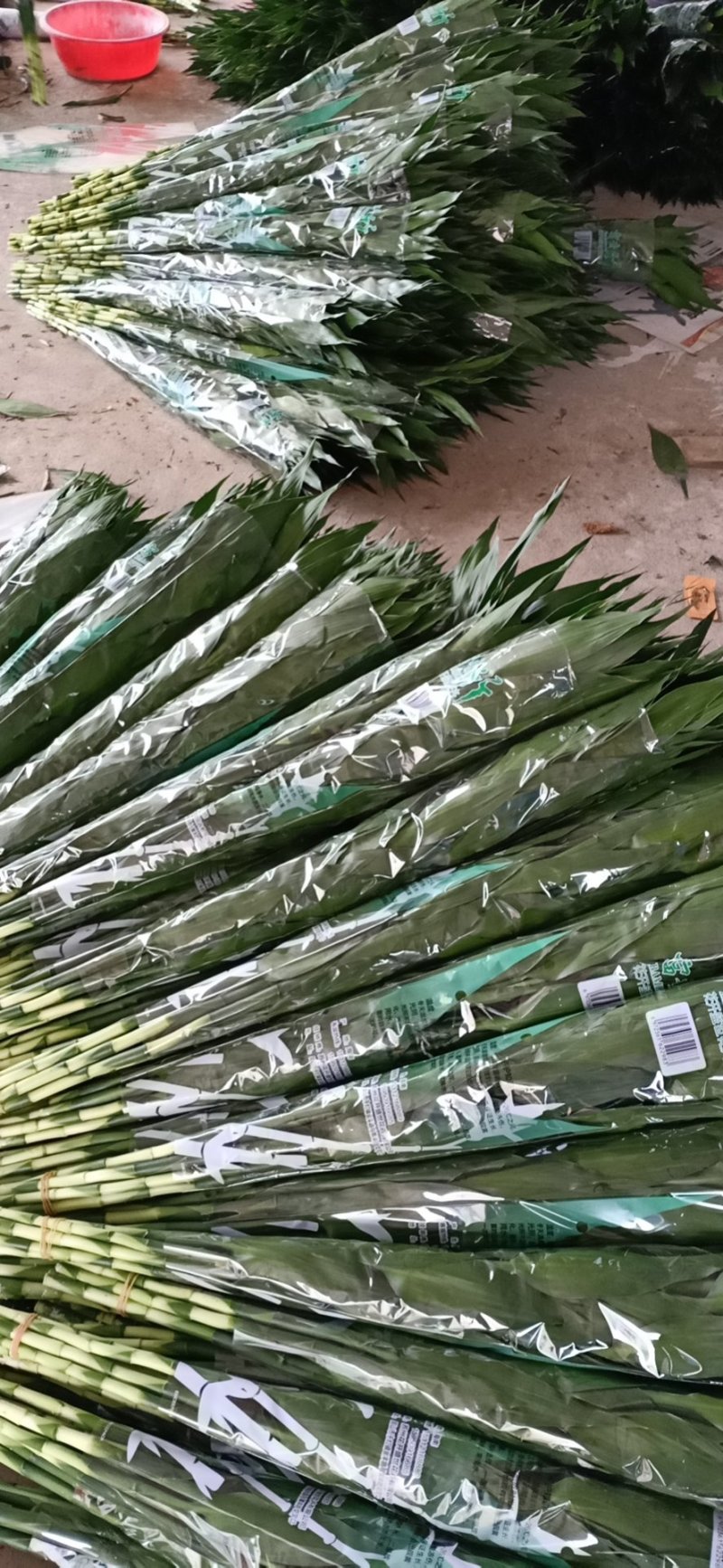 富贵竹基地直销，一手货源量大从优欢迎采购