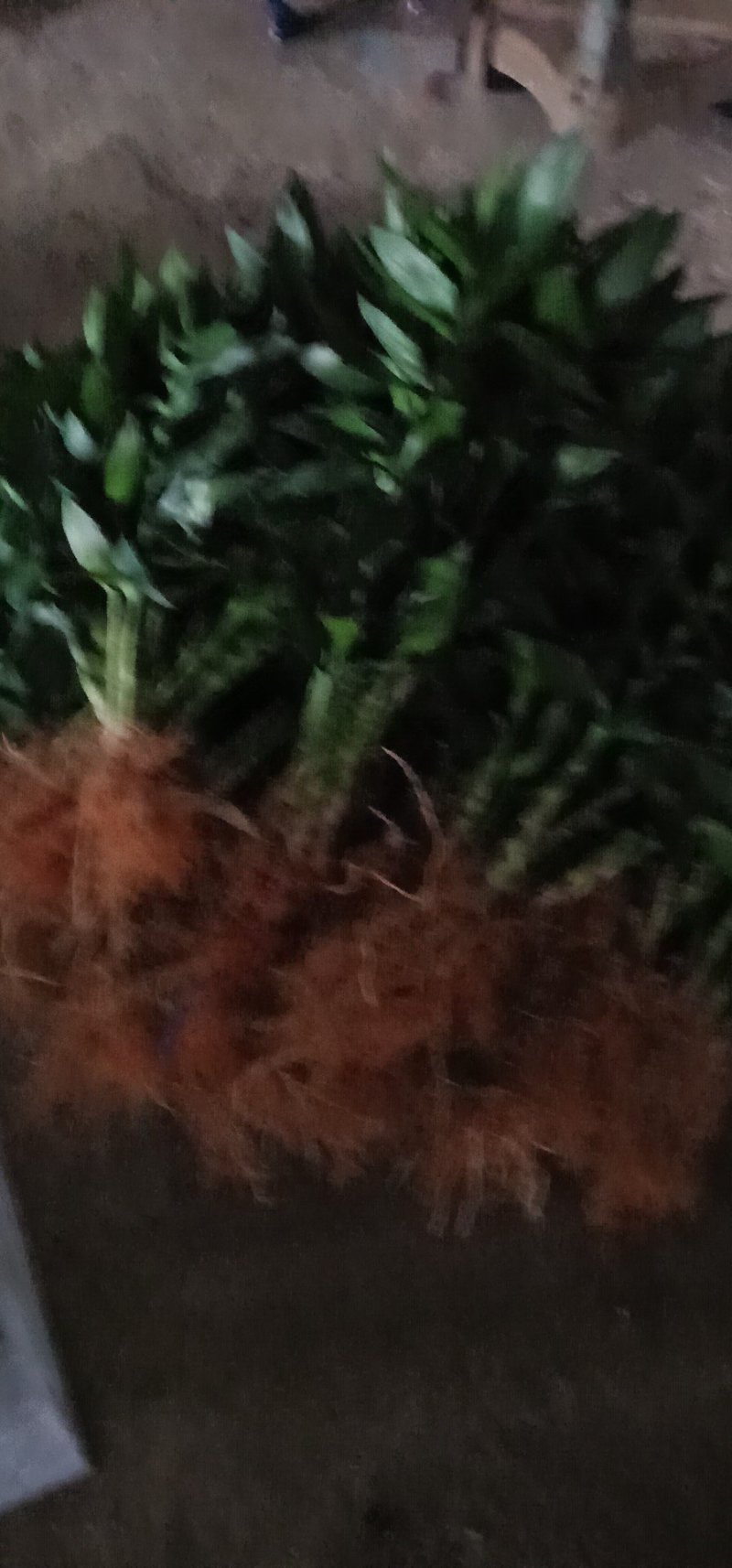 富贵竹基地直销，一手货源量大从优欢迎采购