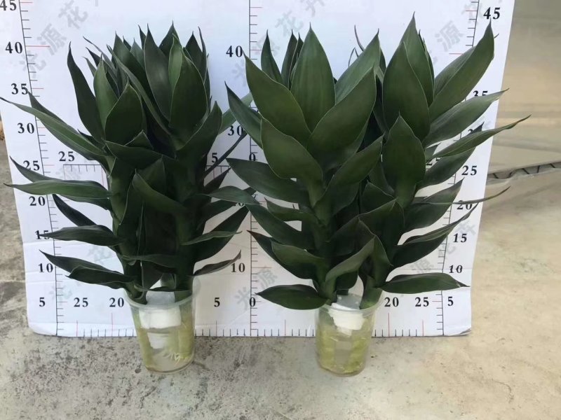 富贵竹基地直销，一手货源量大从优欢迎采购