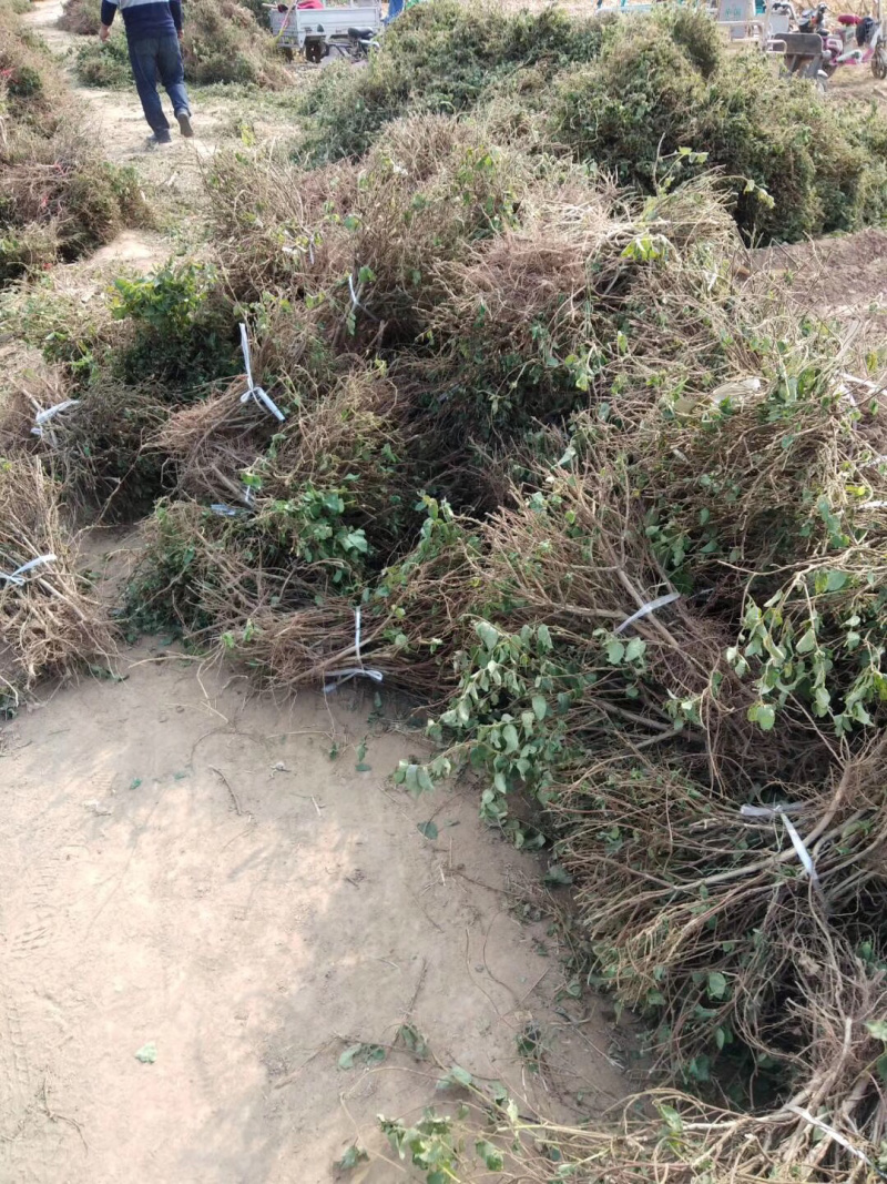 直销四季金银花苗，（巨花）花期长，产量高！品种纯正！抗病