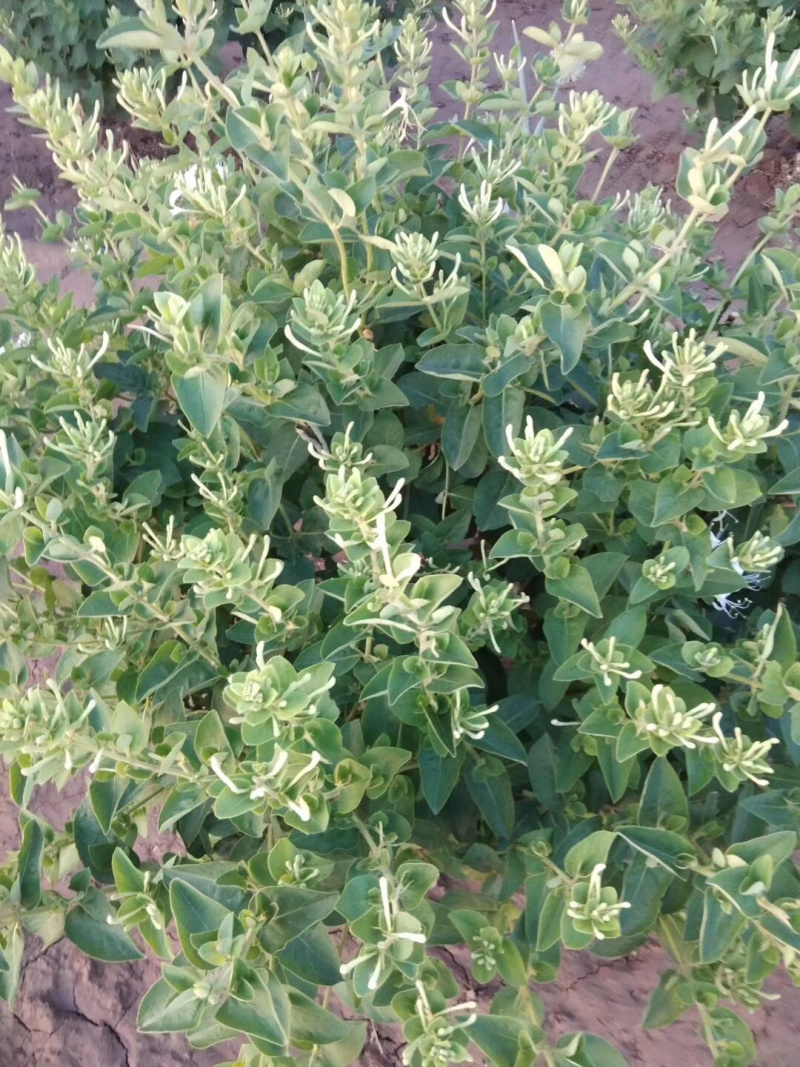 直销四季金银花苗，（巨花）花期长，产量高！品种纯正！抗病