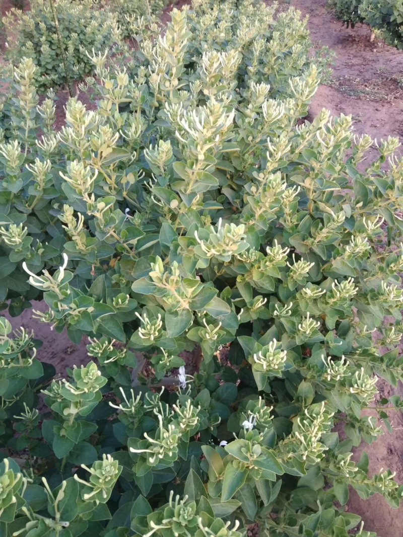 直销四季金银花苗，（巨花）花期长，产量高！品种纯正！抗病