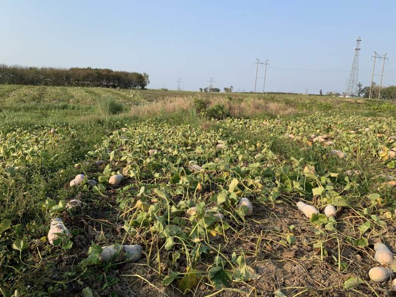 Asd海南蜜本南瓜基地直供大量批发质量杠杠滴