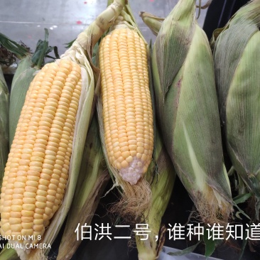 伯洪7号水果玉米种子