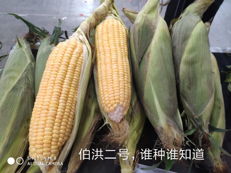 伯洪7号水果玉米种子
