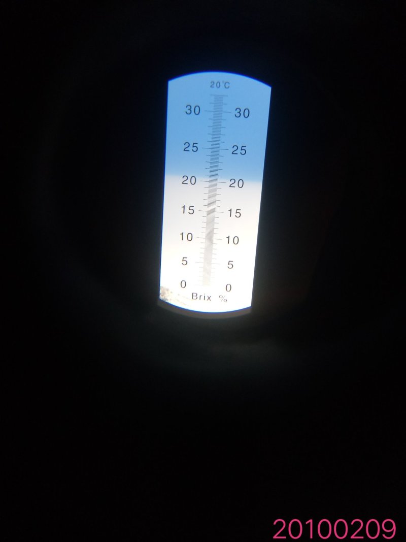 早熟金富士，黄金苹果，黄金苹果苗，中秋黄金苹果枝条