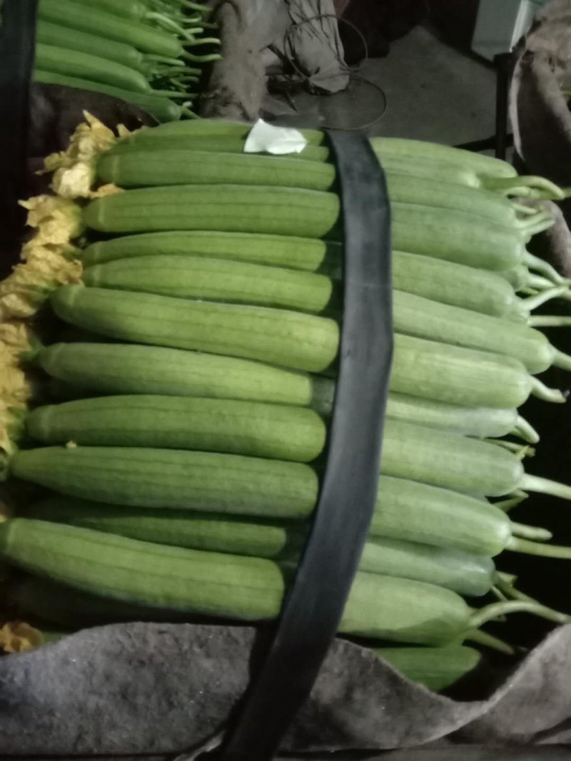 鲜花丝瓜大量有货，实力团队，贴心服务，质量过硬，价格合理