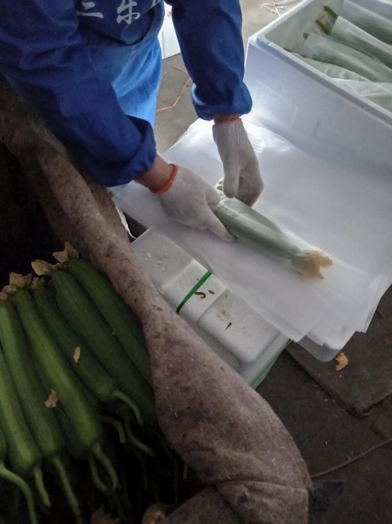 鲜花丝瓜大量有货，实力团队，贴心服务，质量过硬，价格合理