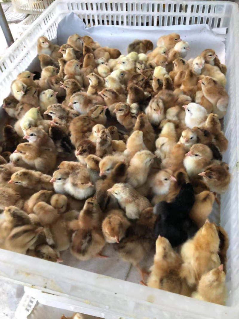 正宗文昌鸡苗，出壳接种马立克，孵化厂直供母苗全国底价