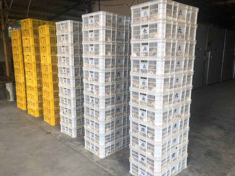 正宗文昌鸡苗，出壳接种马立克，孵化厂直供母苗全国底价