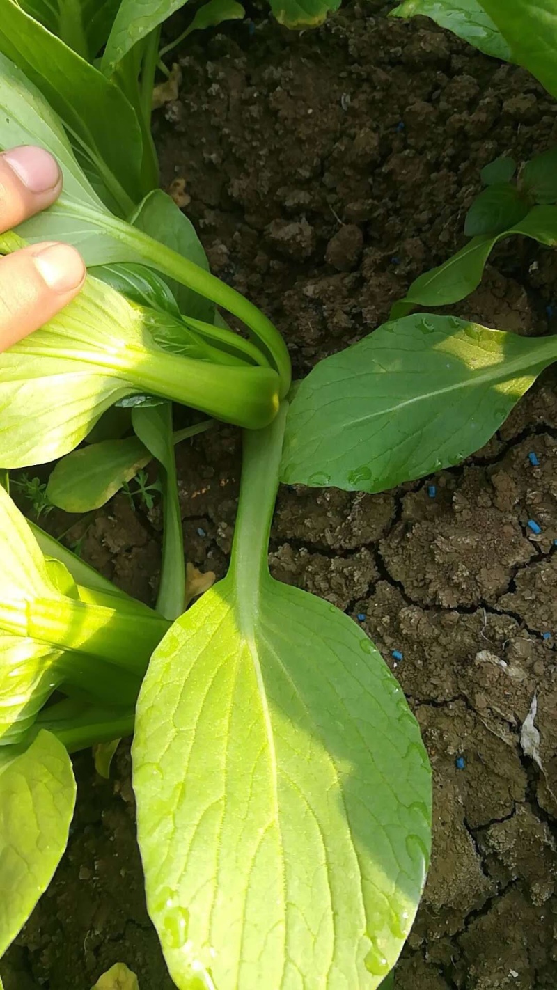 太和小油菜上海青小油菜万亩基地代收代发可基地看货