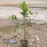 神秘果美植袋苗量多价优批发福建漳州