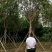红花紫薇红火箭紫薇6公分苗圃基地现起货