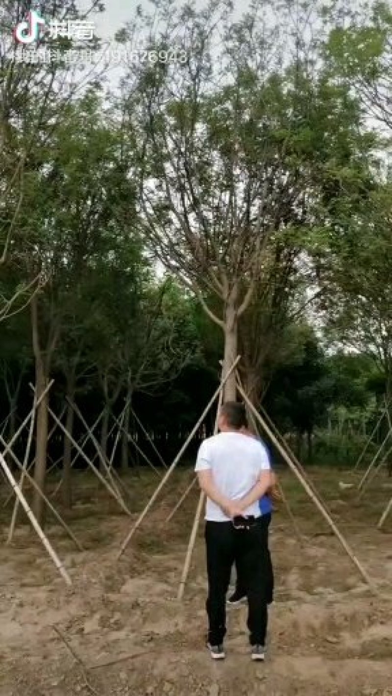 红花紫薇红火箭紫薇6公分苗圃基地现起货