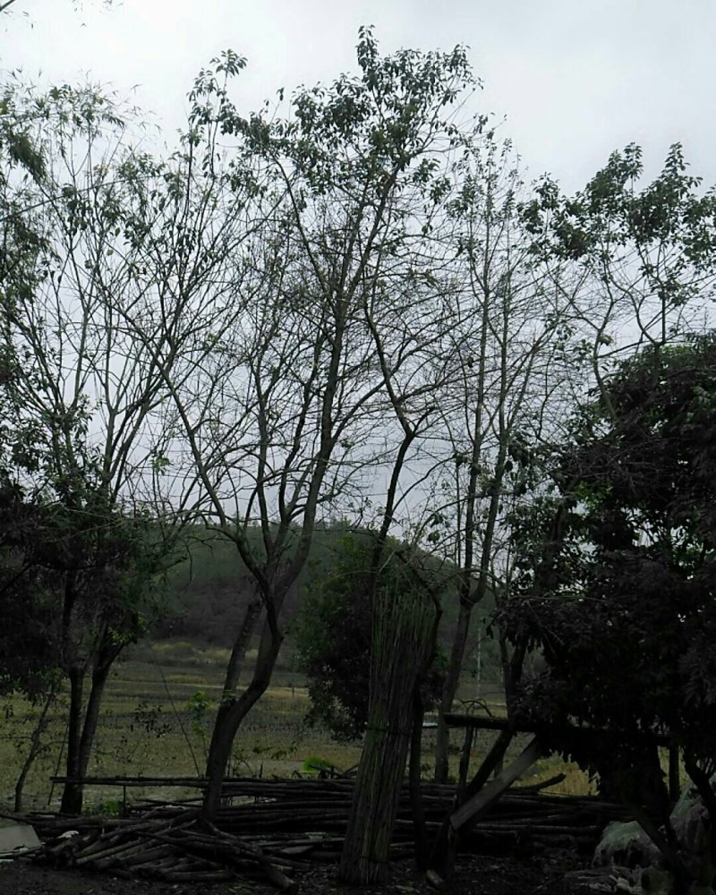 嫁接苗木景观树公园树四季常绿