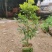 神秘果美植袋苗量多价优批发福建漳州