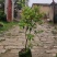 神秘果美植袋苗量多价优批发福建漳州