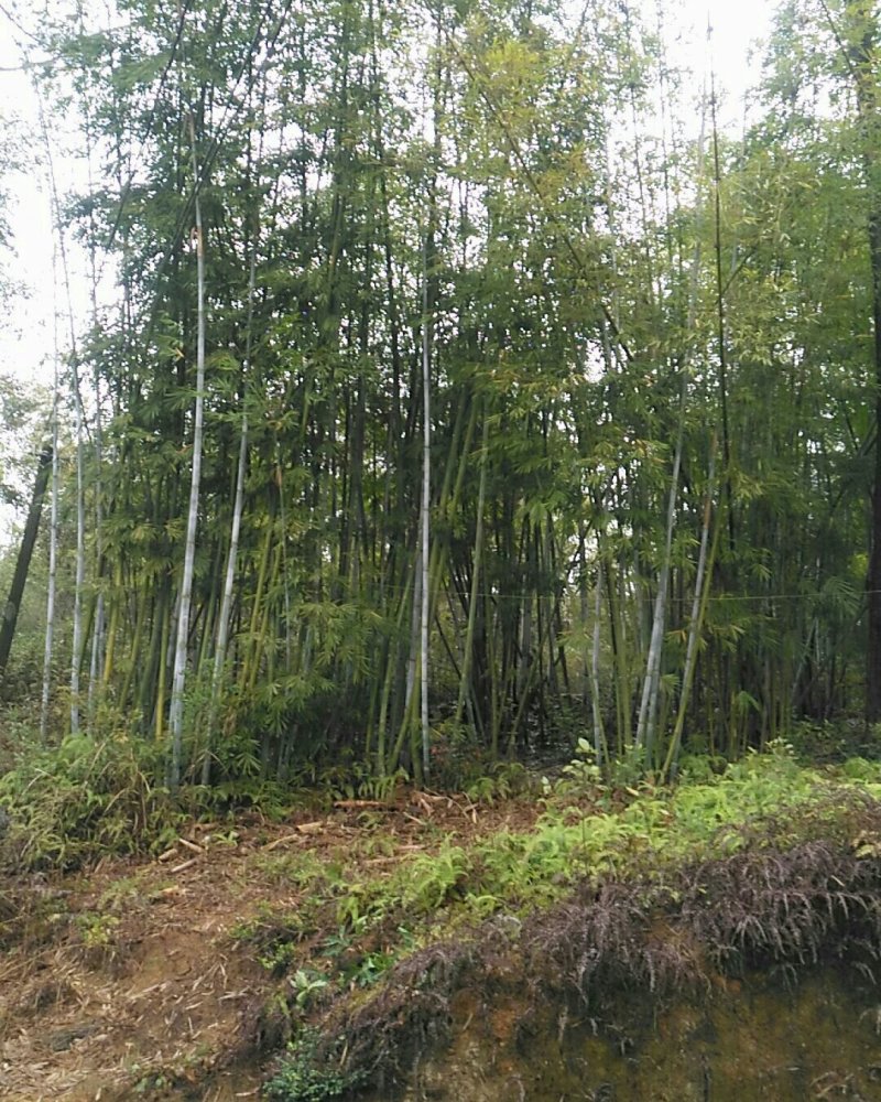 品种粉丹竹种植，次生笋，人工栽培低价出售