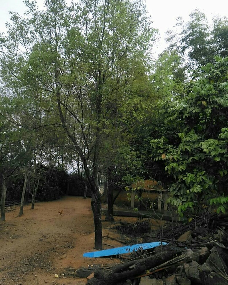 多杆香樟树，公园树，垂直树枝树