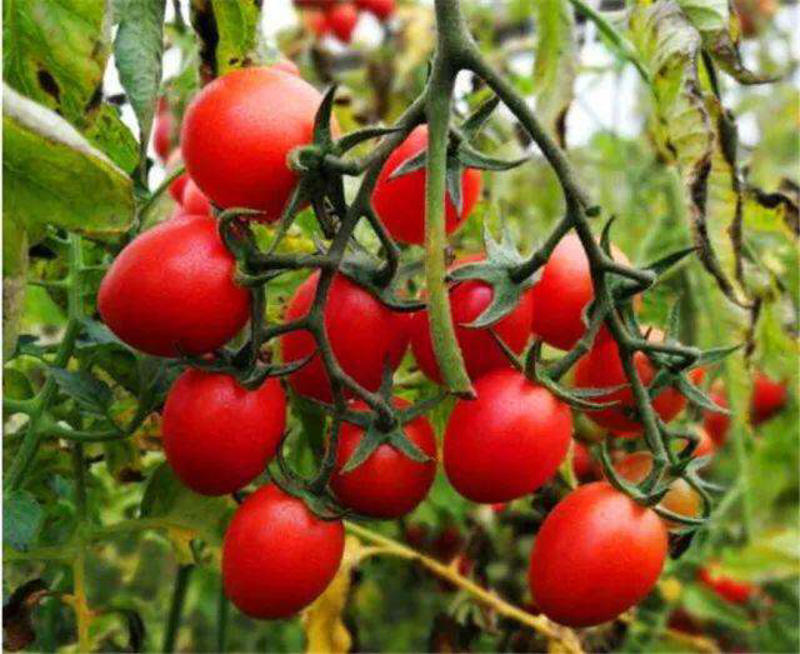 小番茄，圣女果，寿光蔬菜，产地直发，常年供应