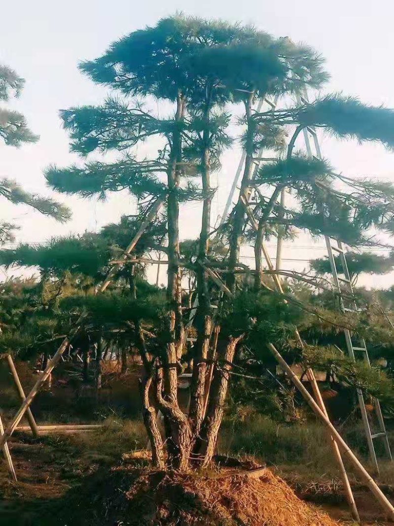 造型黑松造型油松造型松泰山松黑松盆景