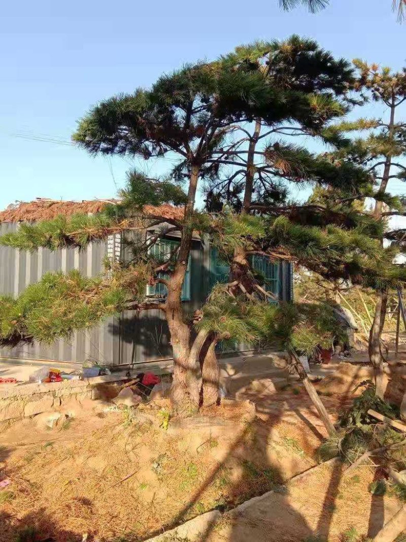 造型黑松造型油松造型松泰山松黑松盆景