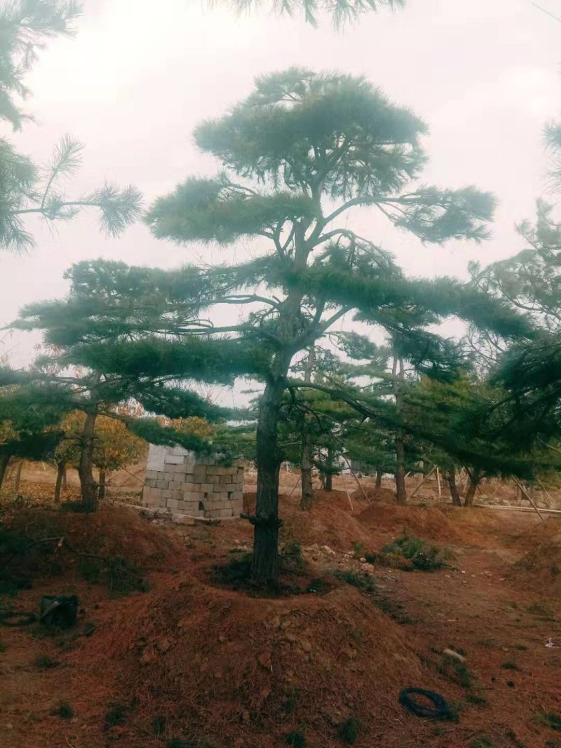 造型黑松造型油松造型松泰山松黑松盆景