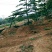 造型黑松造型油松造型松泰山松黑松盆景