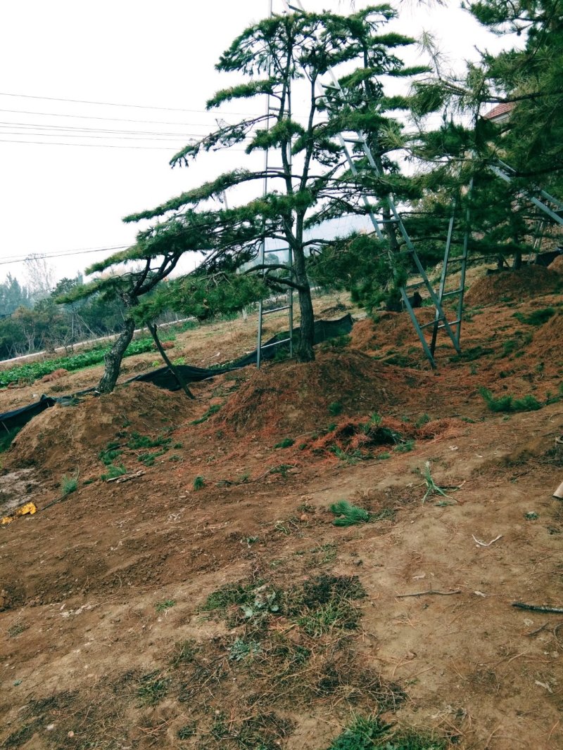 造型黑松造型油松造型松泰山松黑松盆景