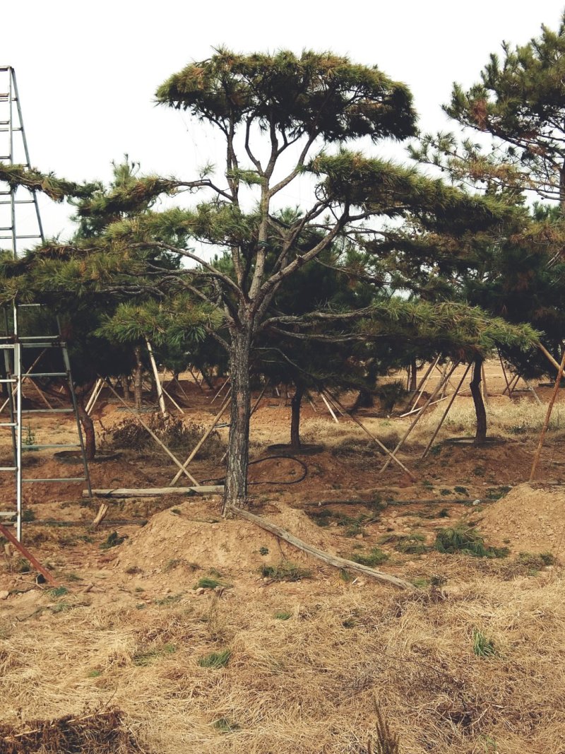 造型黑松造型油松造型松泰山松黑松盆景