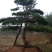 造型油松造型黑松油松黑松造型松迎客松景观松