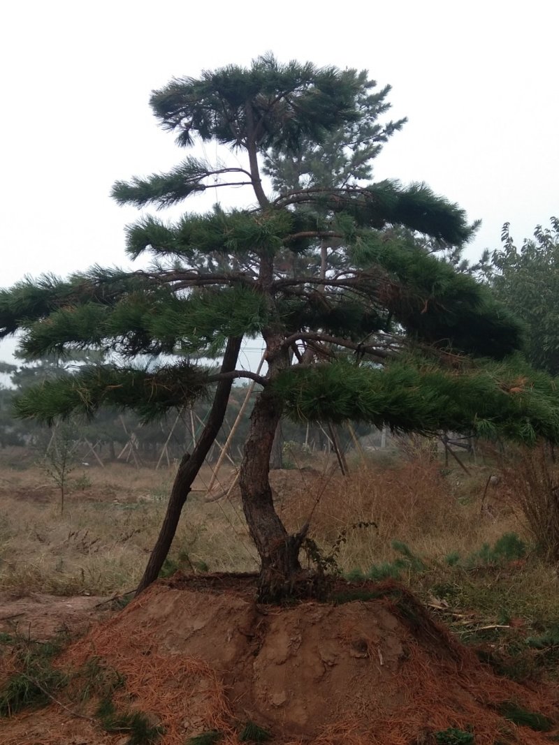 造型油松造型黑松油松黑松造型松迎客松景观松
