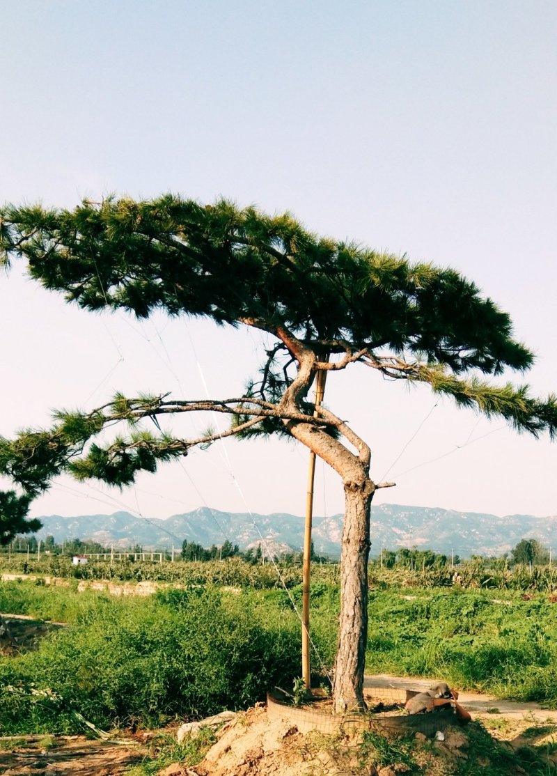 造型油松造型黑松油松黑松造型松迎客松景观松