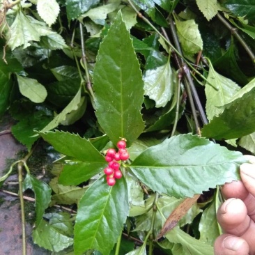 野生草珊瑚，九节茶！