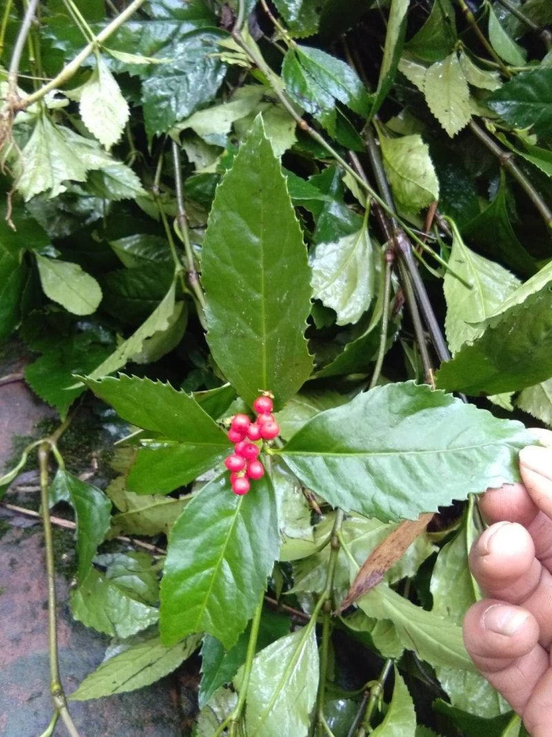 野生草珊瑚，九节茶！