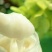 东北椴树雪蜜纯椴树蜜41-42浓度