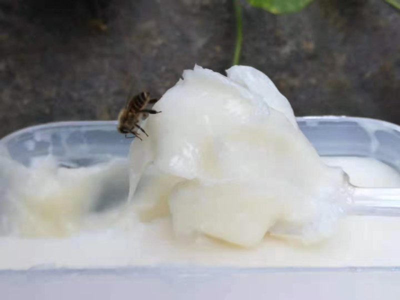 东北椴树雪蜜纯椴树蜜41-42浓度