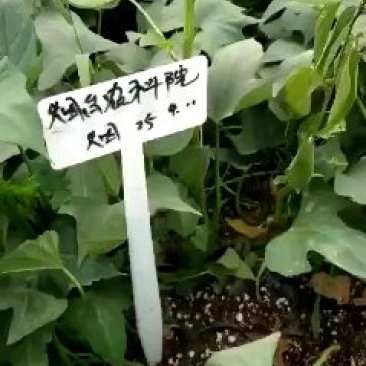 西瓜红红薯苗，脱毒红薯苗，基地发货，保质保量