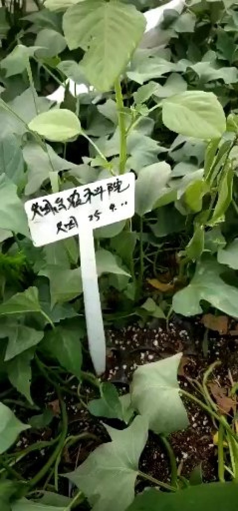 西瓜红红薯苗，脱毒红薯苗，基地发货，保质保量