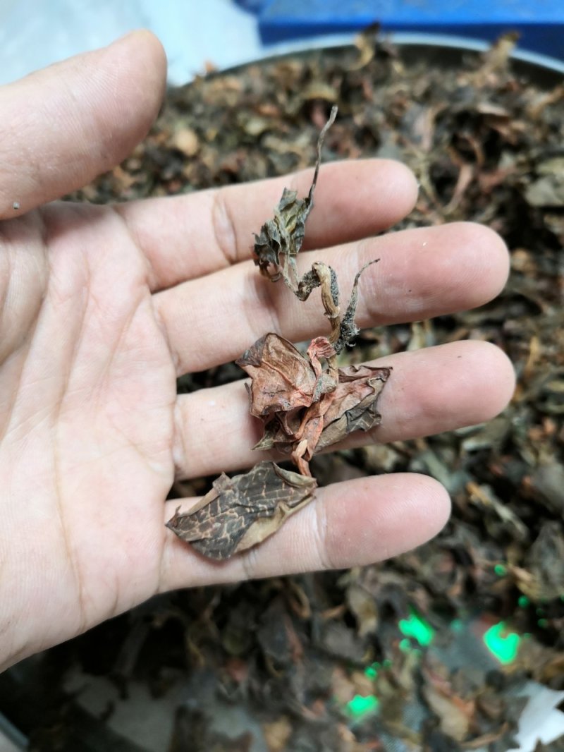 小叶金线莲.干货小叶.纯新货。全干