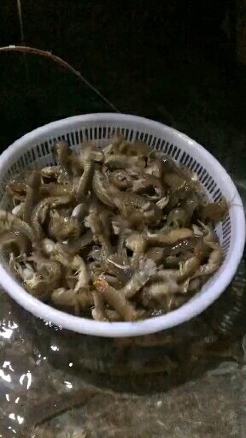 皮皮虾