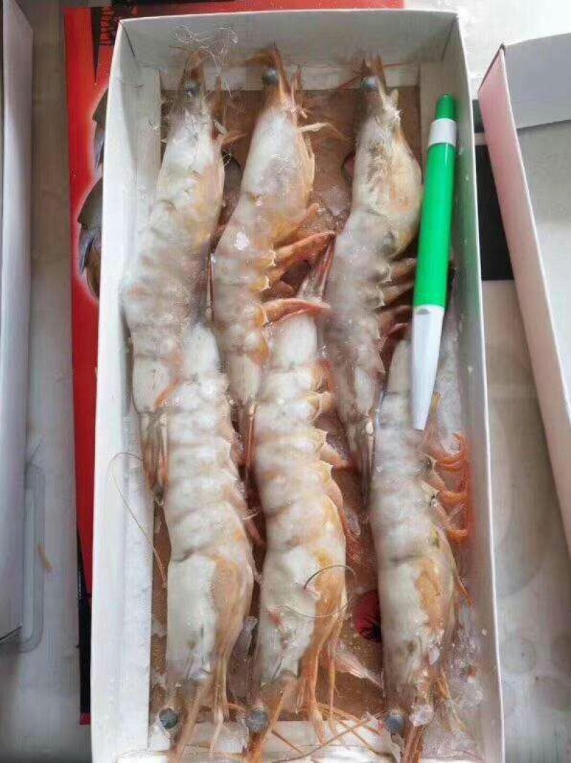 皮皮虾