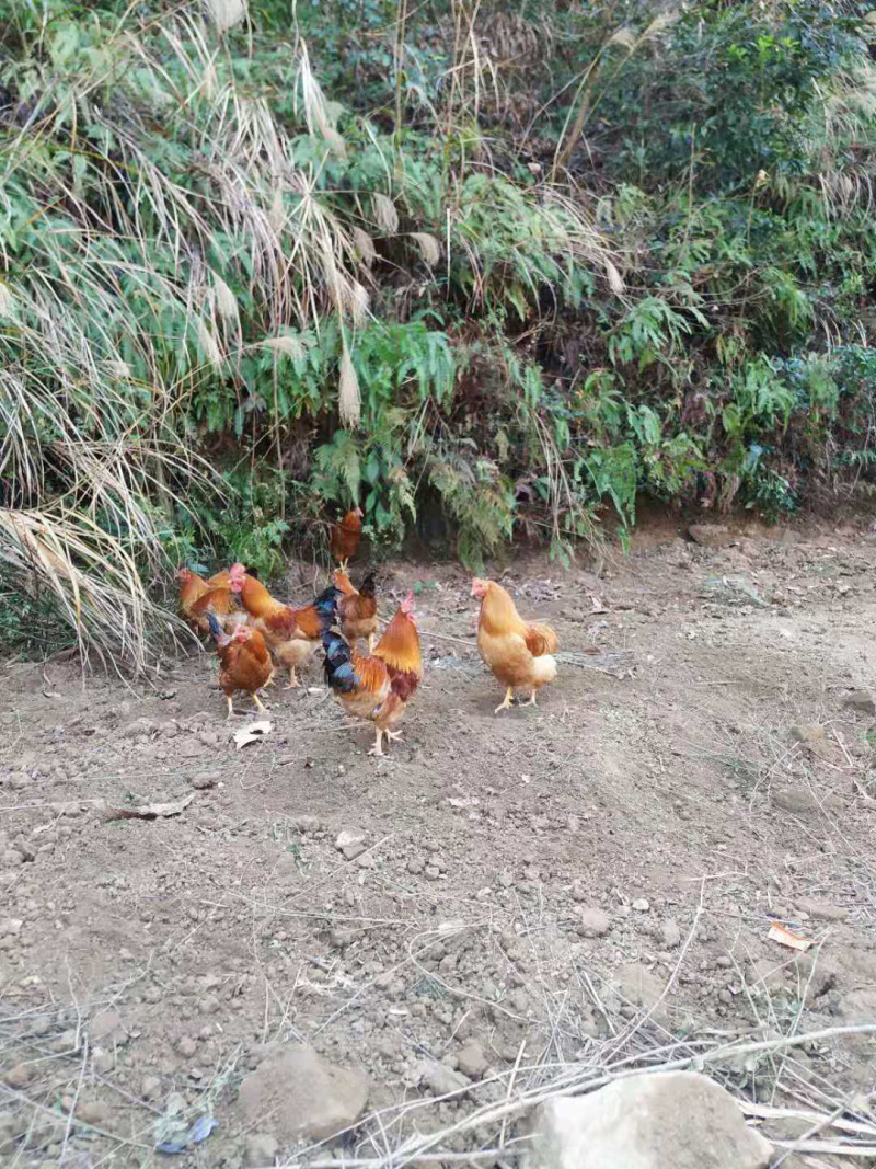 土鸡，大山里无污染养殖，不喂饲料，吃草，阉鸡，线鸡